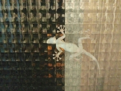 Ptyodactylus guttatus