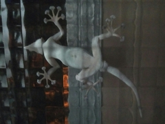 Ptyodactylus guttatus
