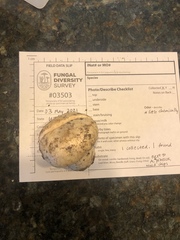 Lactarius zonarius riparius