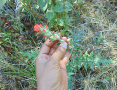 Castilleja scorzonerifolia