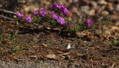 Belenois gidica abyssinica