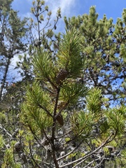 Pinus contorta bolanderi