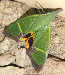 Odontoptera carrenoi