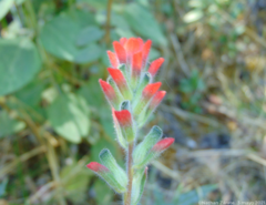 Castilleja scorzonerifolia