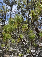 Pinus contorta bolanderi