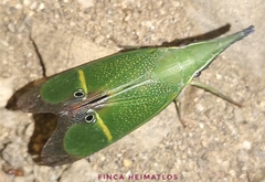 Odontoptera carrenoi