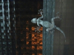 Ptyodactylus guttatus