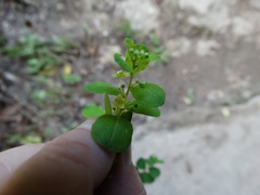 Phyllanthopsis phyllanthoides