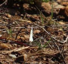 Belenois gidica abyssinica