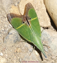 Odontoptera carrenoi