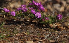 Belenois gidica abyssinica