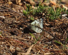 Belenois gidica abyssinica