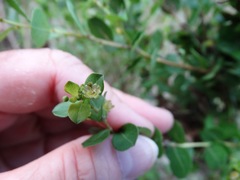 Phyllanthopsis phyllanthoides