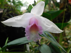 Sobralia decora