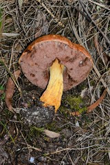Austroboletus lacunosus