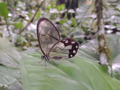 Pseudohaetera hypaesia