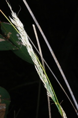 Austrostipa breviglumis