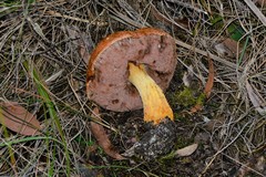 Austroboletus lacunosus