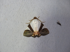 Eulepidotis argyritis