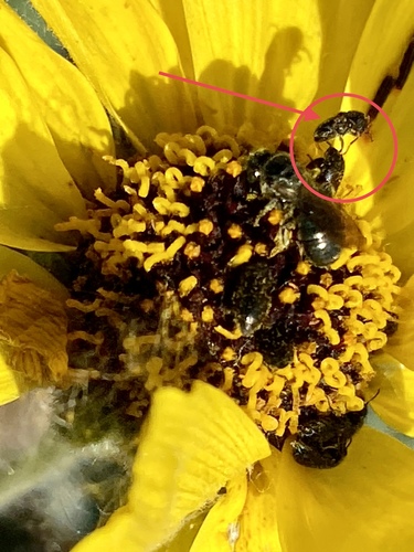 iNaturalist observation photo of Beetles