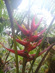Heliconia lankesteri