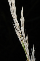 Austrostipa breviglumis