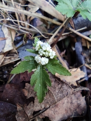 Sanicula lamelligera