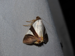 Eulepidotis argyritis