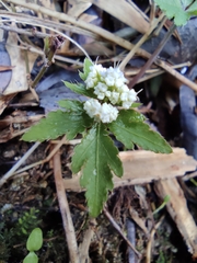 Sanicula lamelligera