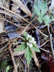 Sanicula lamelligera