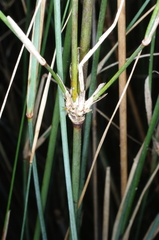 Austrostipa breviglumis