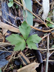 Sanicula lamelligera