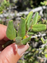 Rhamnus pilosa