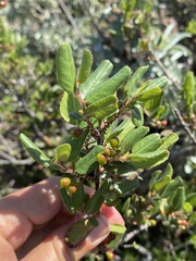 Rhamnus pilosa