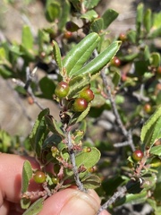 Rhamnus pilosa