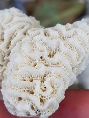Leptoria phrygia
