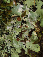 Lobariella