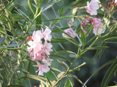 Nerium oleander