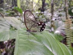 Pseudohaetera hypaesia