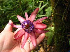 Passiflora ambigua