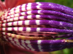 Passiflora ambigua