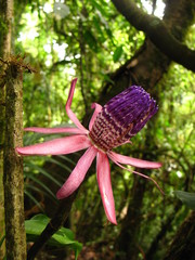 Passiflora ambigua