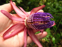 Passiflora ambigua