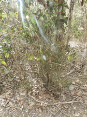 Austrostipa breviglumis