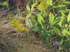 Baptisia cinerea