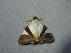 Eulepidotis argyritis