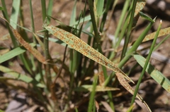 Puccinia recondita