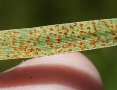 Puccinia recondita