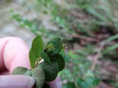 Phyllanthopsis phyllanthoides