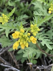 Rorippa sinuata